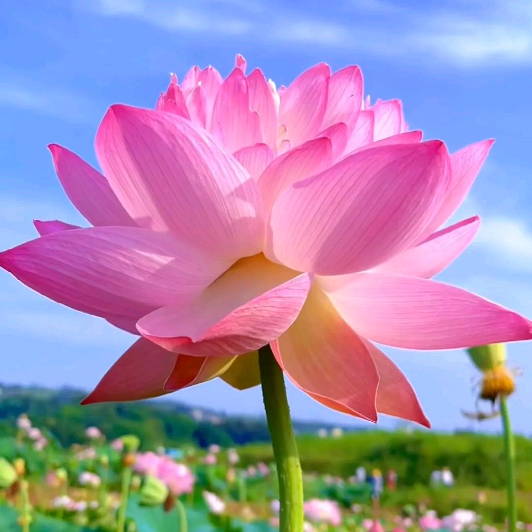 ❤️怡欣然💖