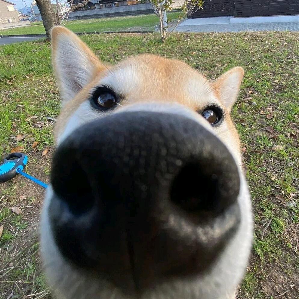 雏菊