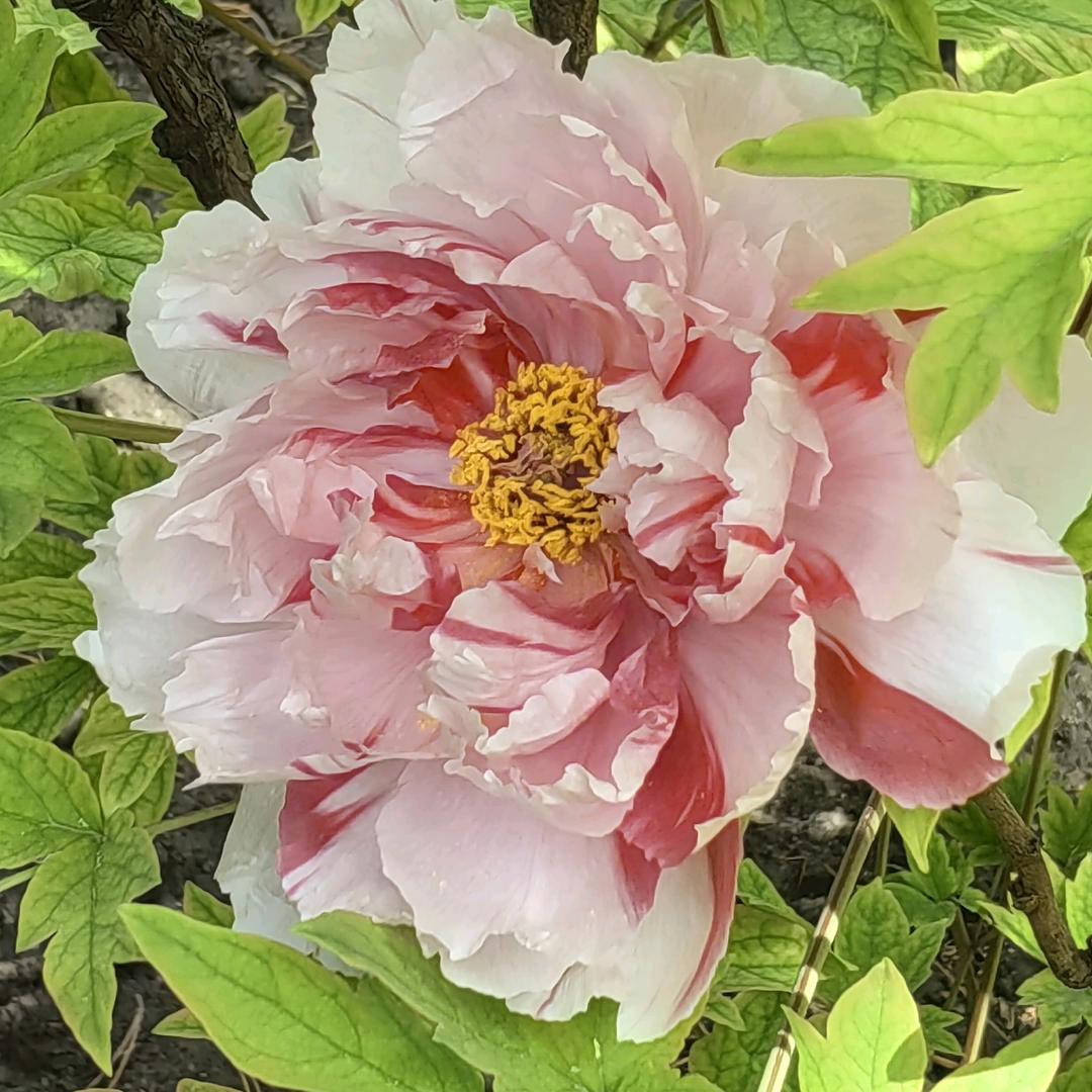 静待花开