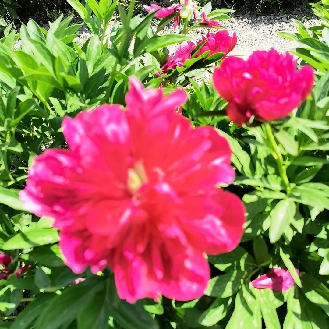 花开花落