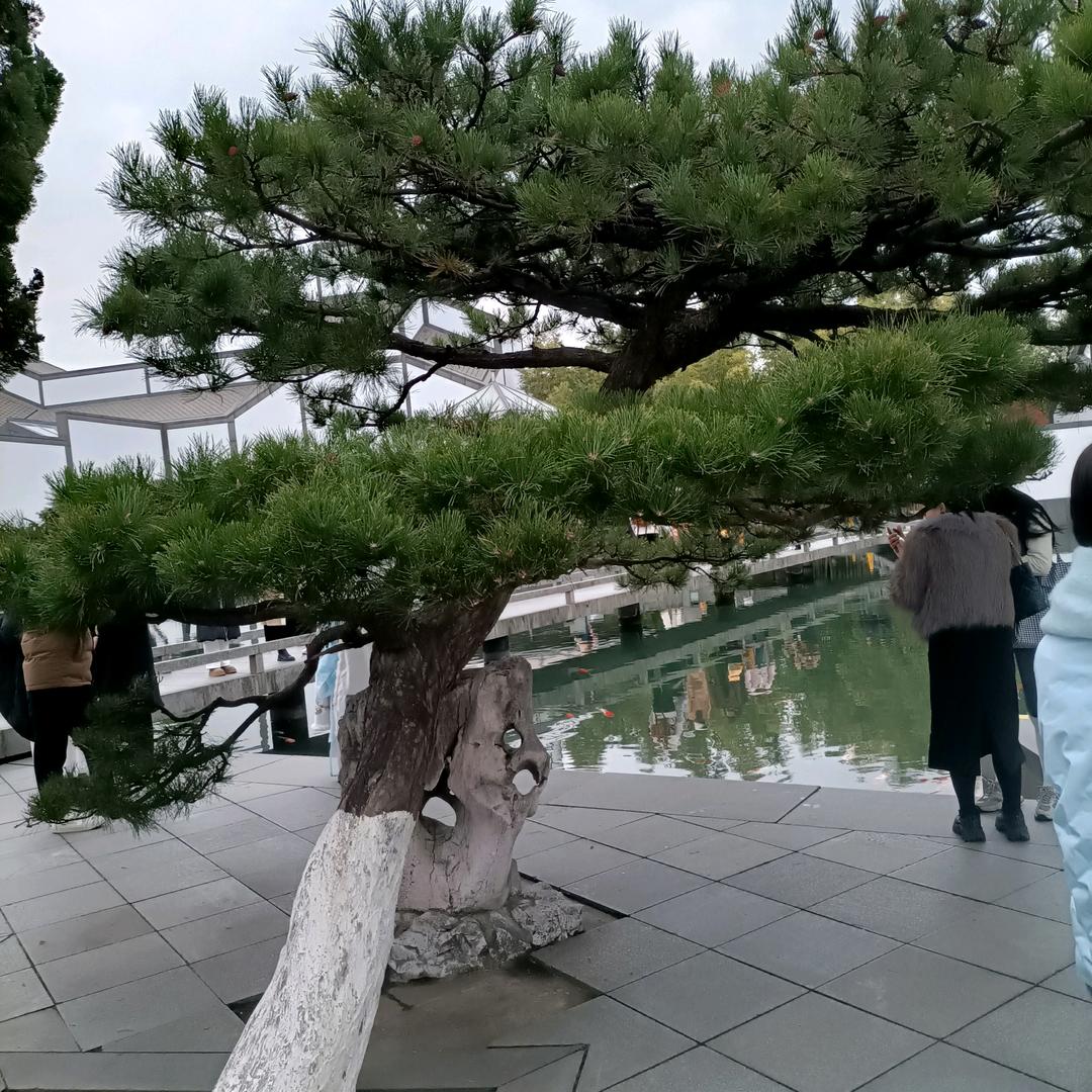 龍哥