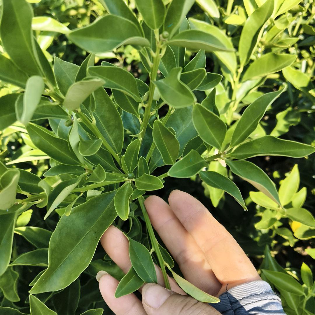 枝禾花卉精选店