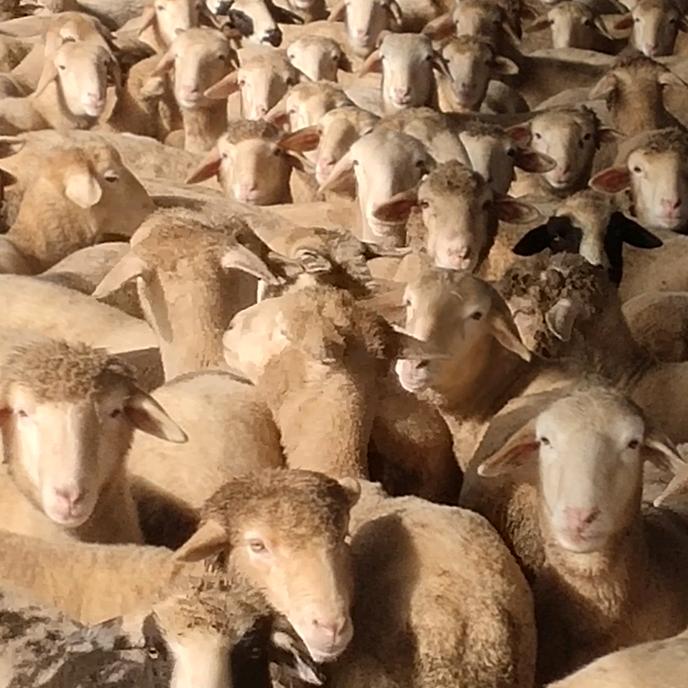 清真马健牛羊肉商行