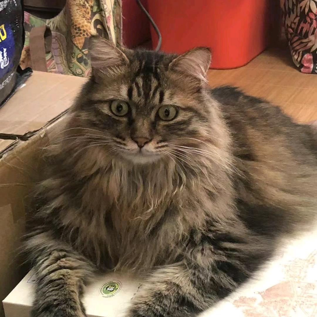 大型橘猫