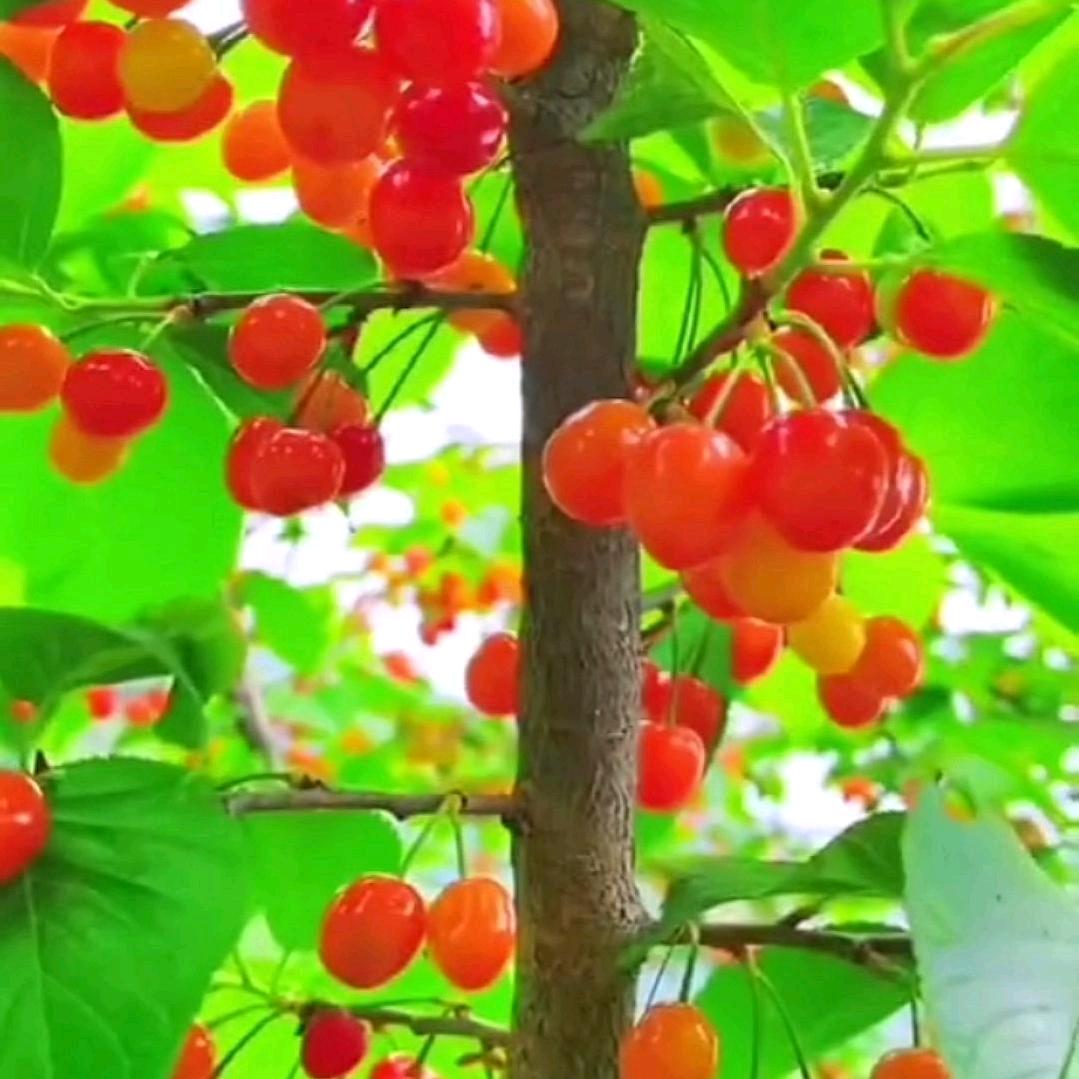 阿姨