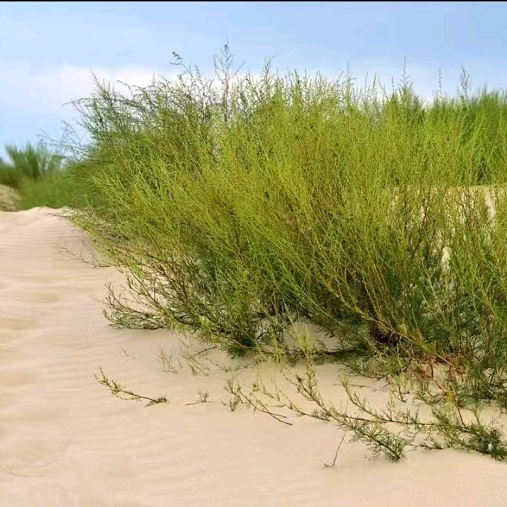 沙漠梭梭
