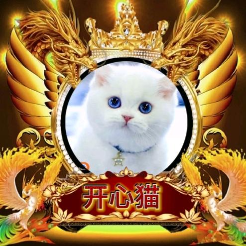 开心猫
