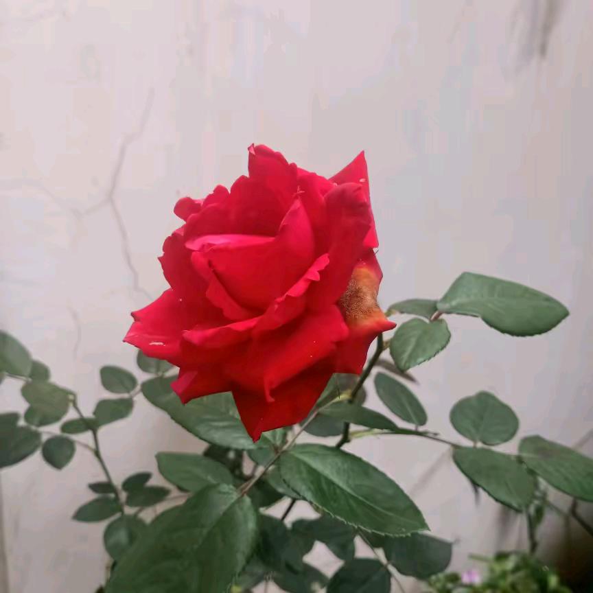 海哥💑