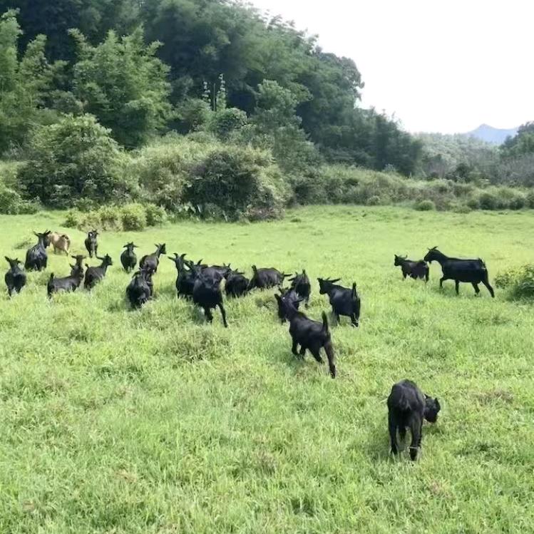 惠东惠民本地黑山羊