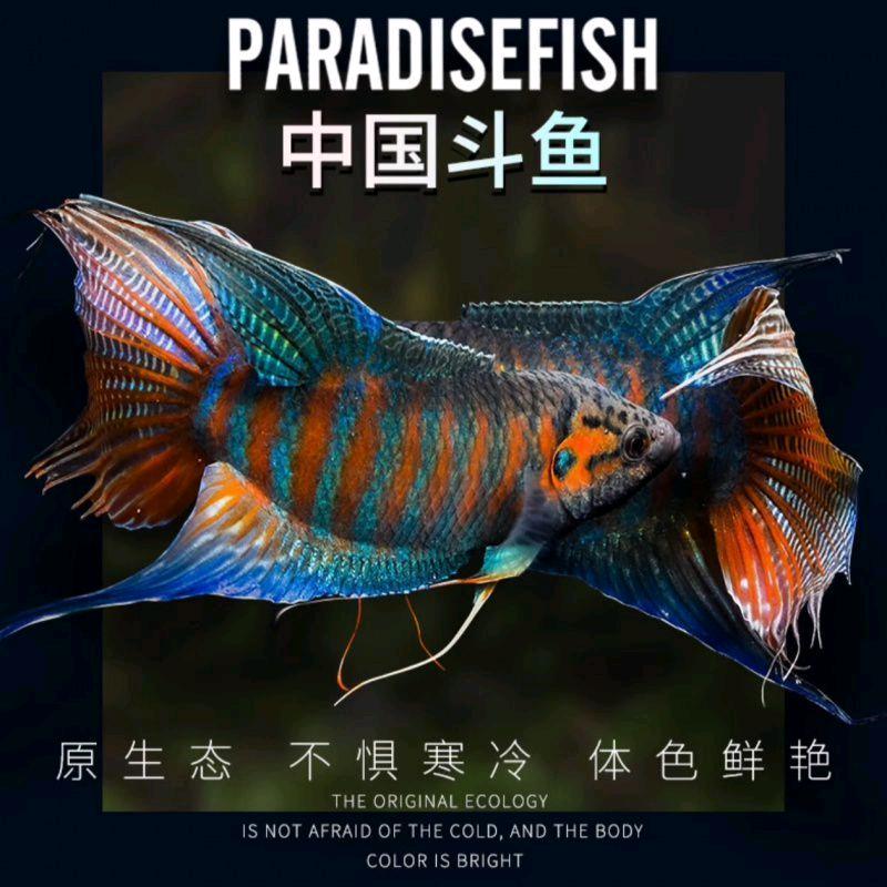 幻神水族