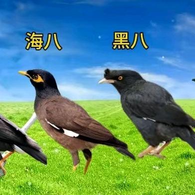 八哥西施  （八哥用品）
