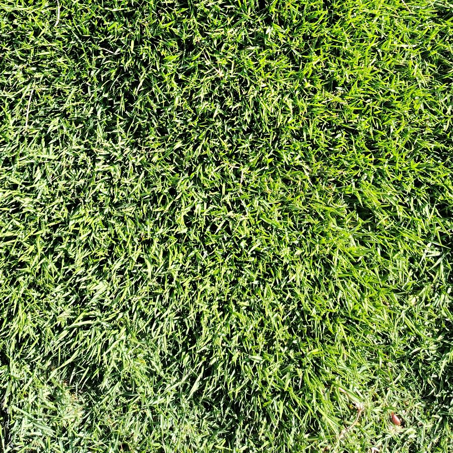 曲靖草坪基地直销