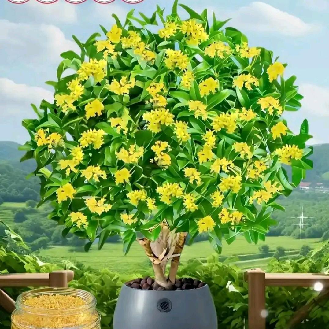 ꧁清新淡雅꧂