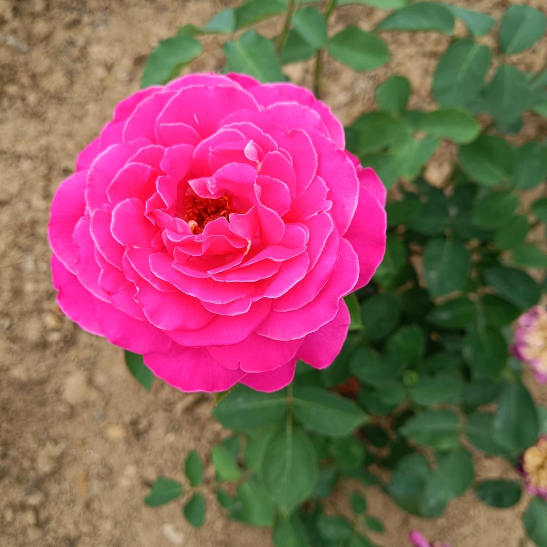 清新姐(晚11:30开播)