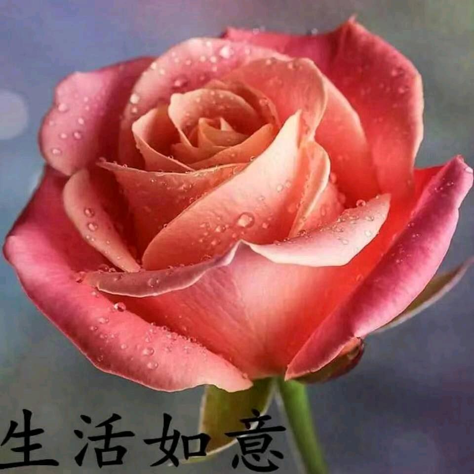 陈大姐