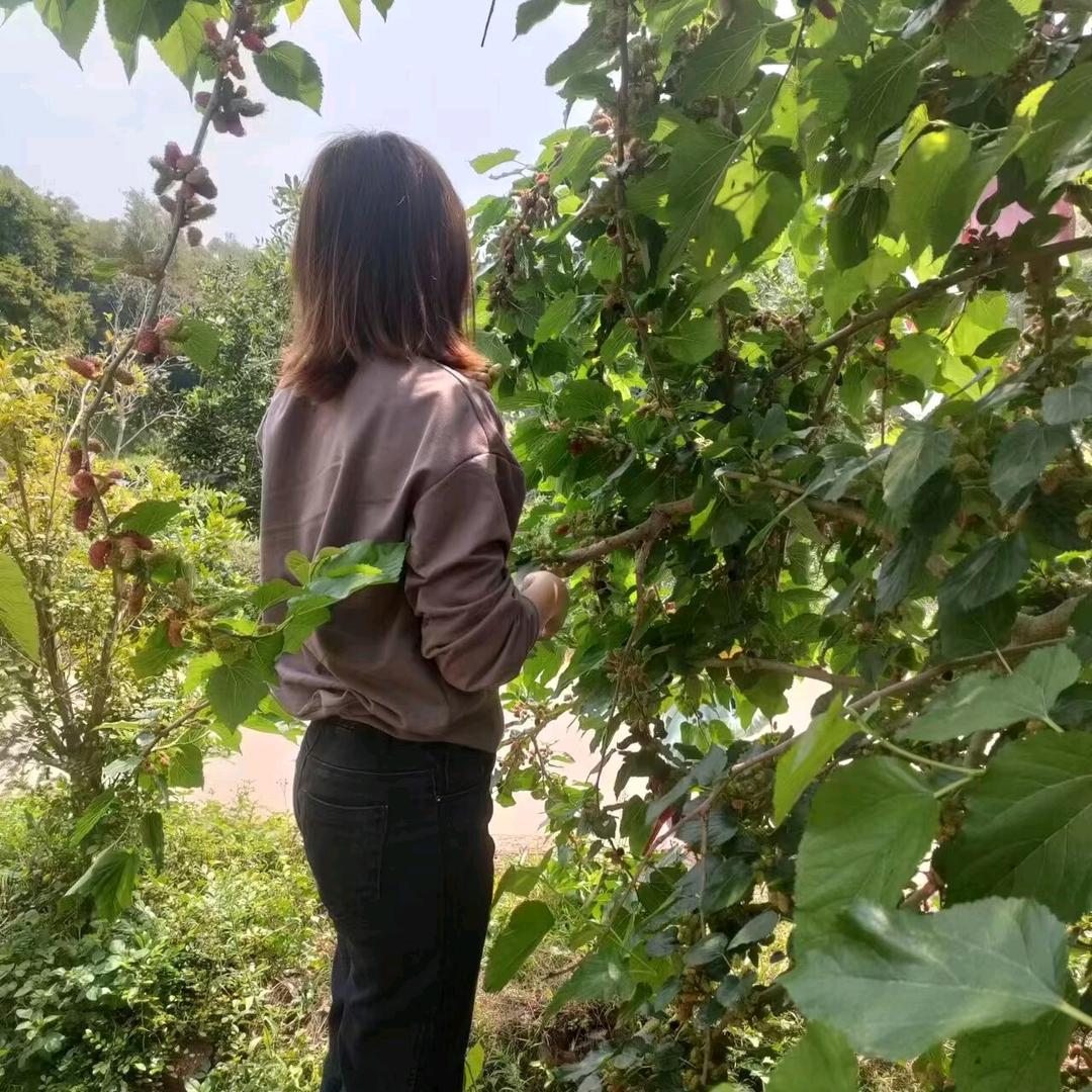 黄冰