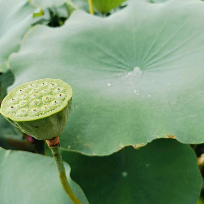 漫剧品鉴大师头像