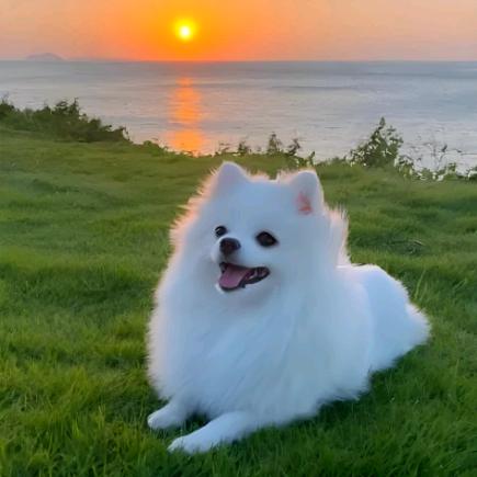 宠汪汪博美小屋-茶杯俊介