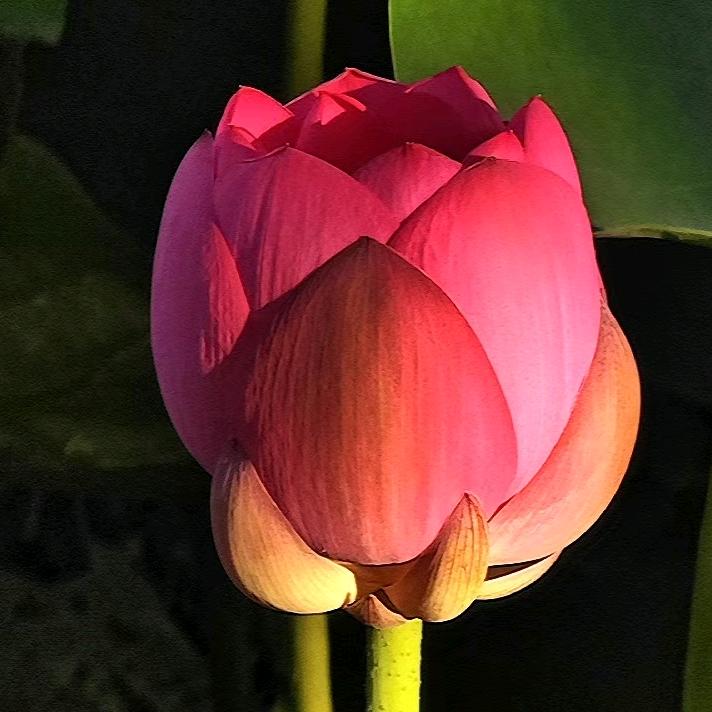 奔腾