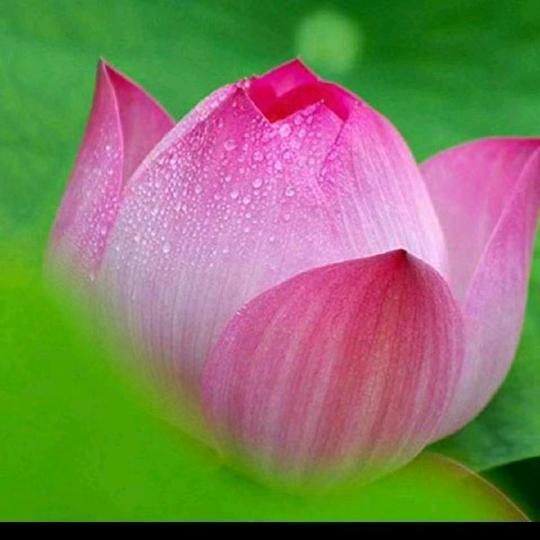 静芝