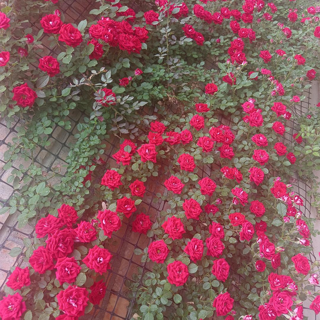 花好月儿圆