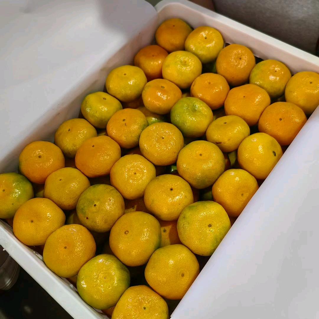 湖北蜜橘代办🍊