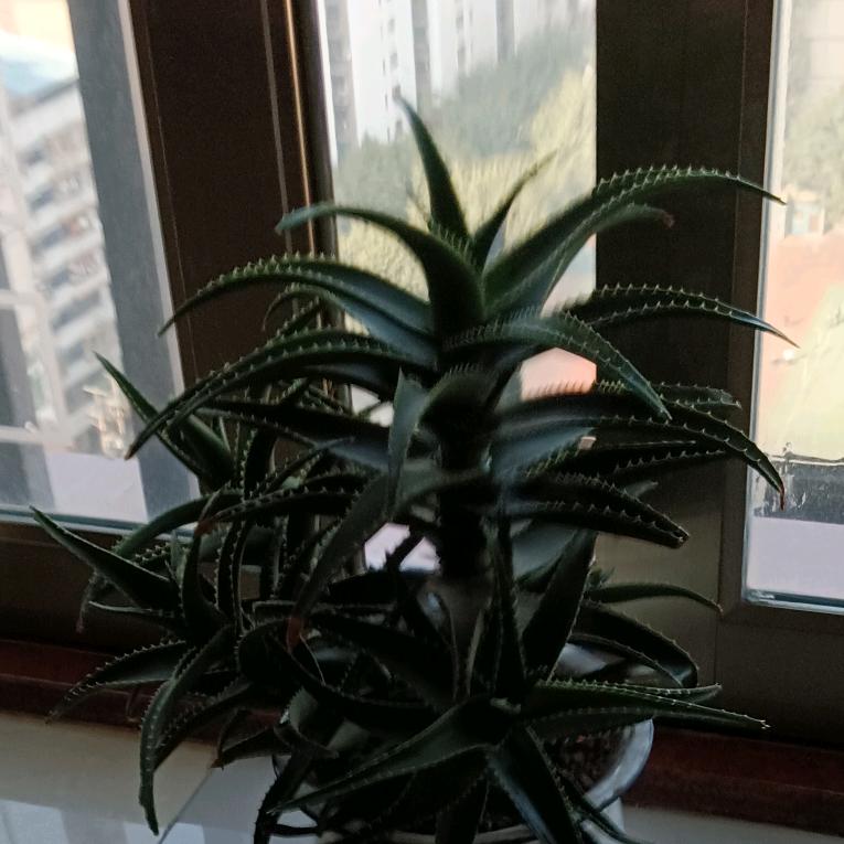 陳孃孃