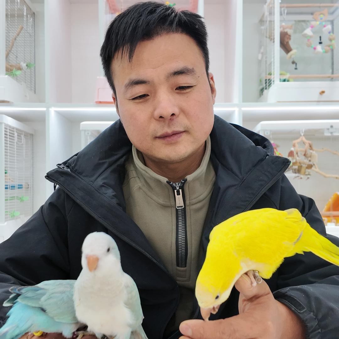 裕丰花市   飞羽精灵高端手养鹦鹉