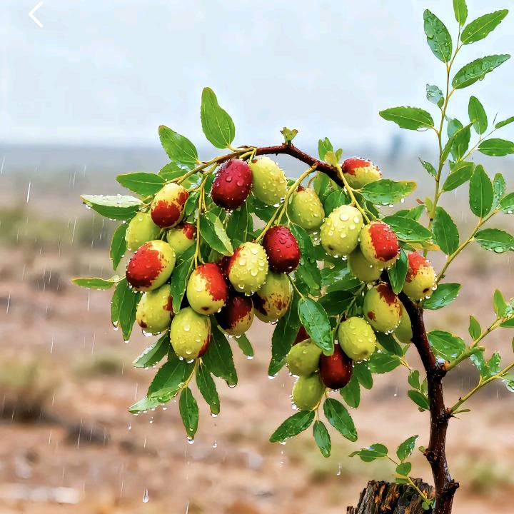 风杜翩翩🍎🍎