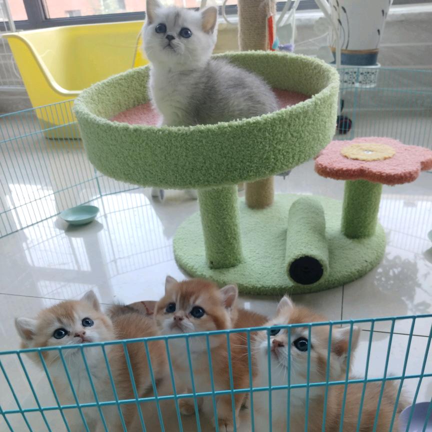 自家繁育可爱ớ ₃ờ的招财猫