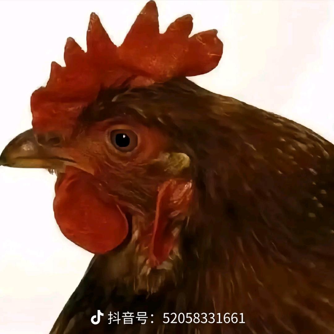 妈妈说名字改长了，总有傻子会来看（停更）