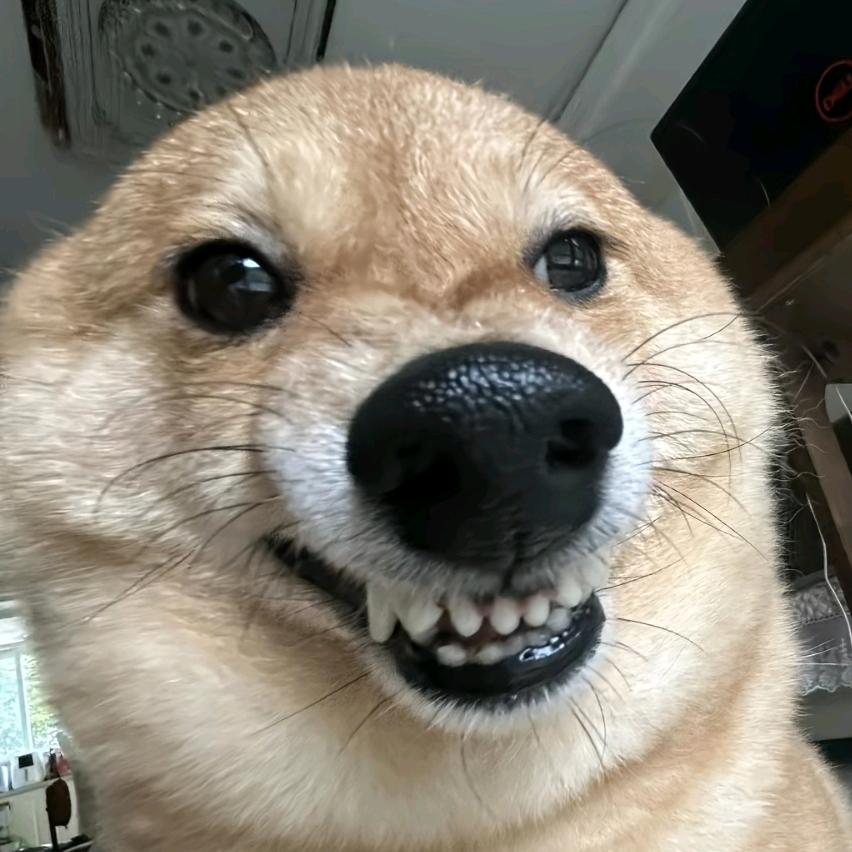 秦偃