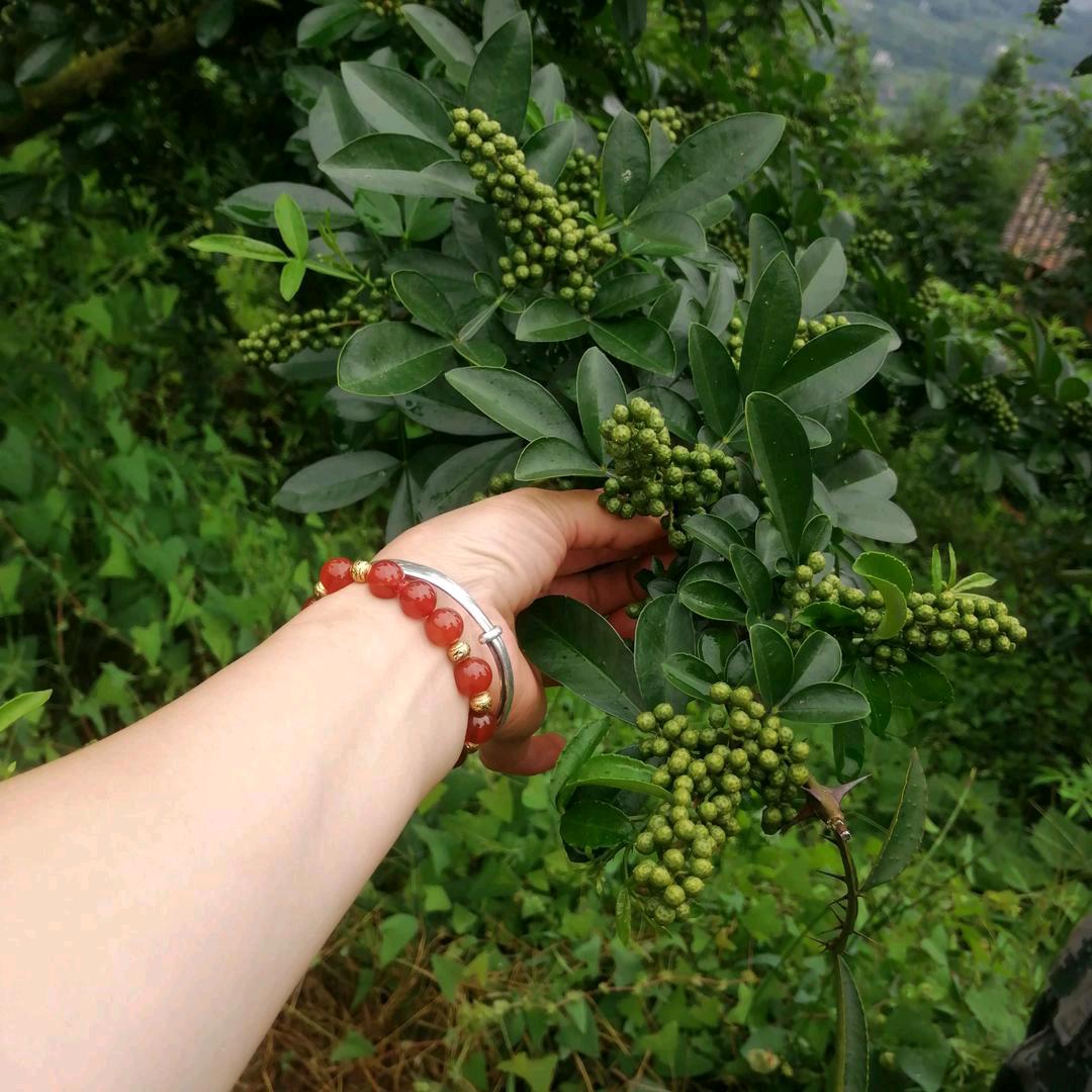 蒲二姐 下午4:00首播