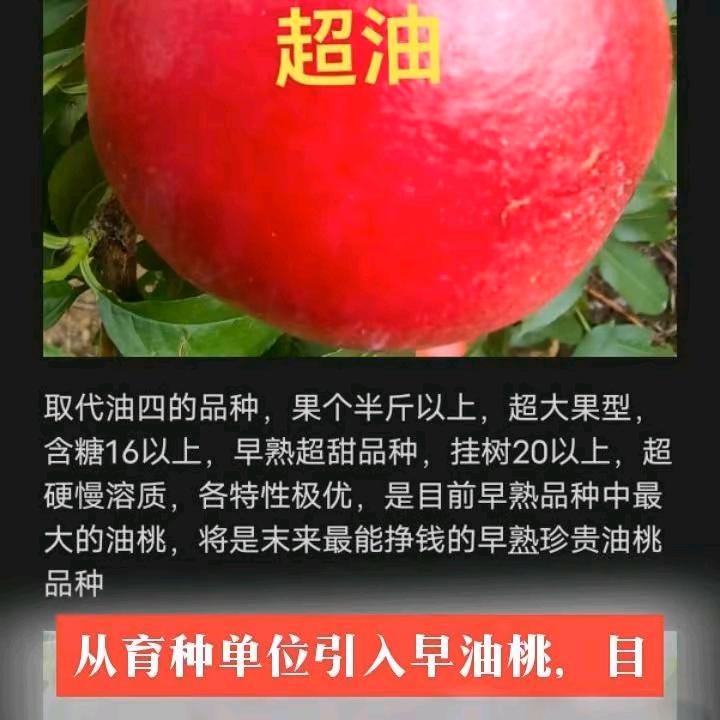 安徽萧县圣泉袁楼桃苗
