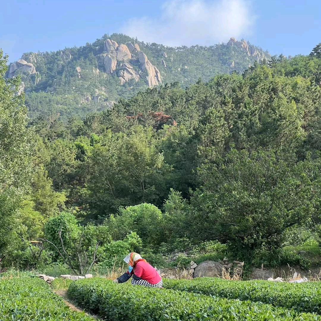 茶山中的小孩长大了