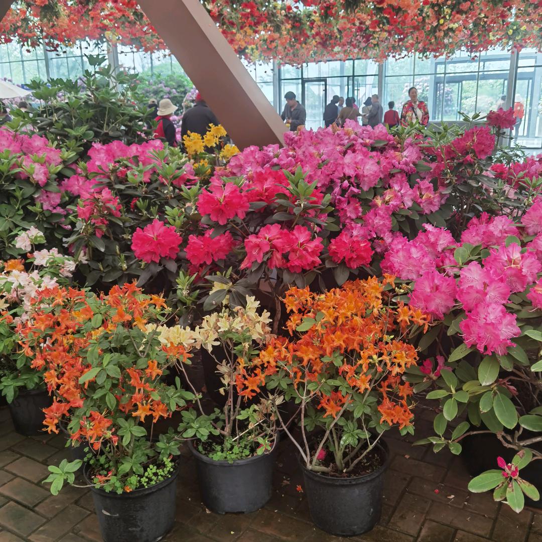 凌云家电广场店容容