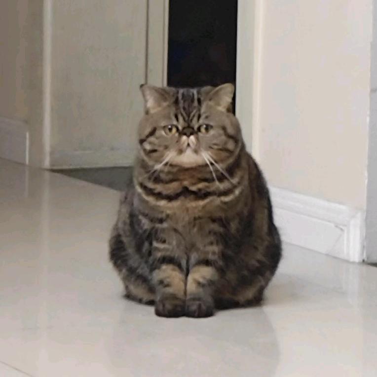 小呼宝