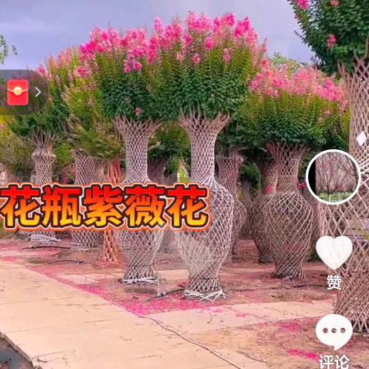 如意苗木基地