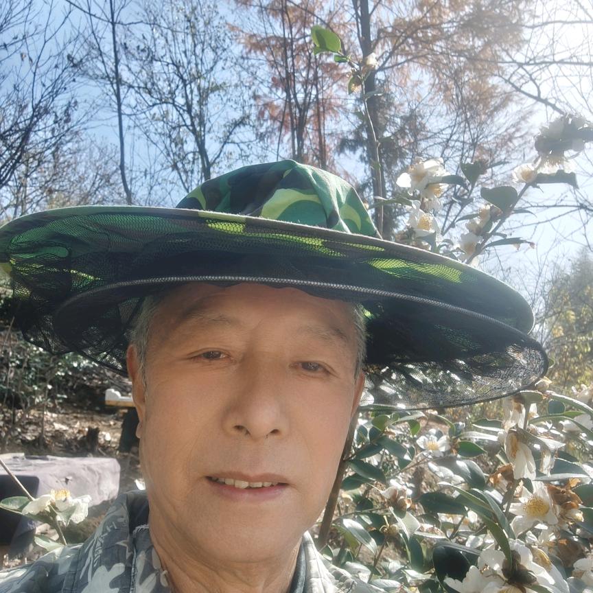 金寨县土蜂养殖 昌成继