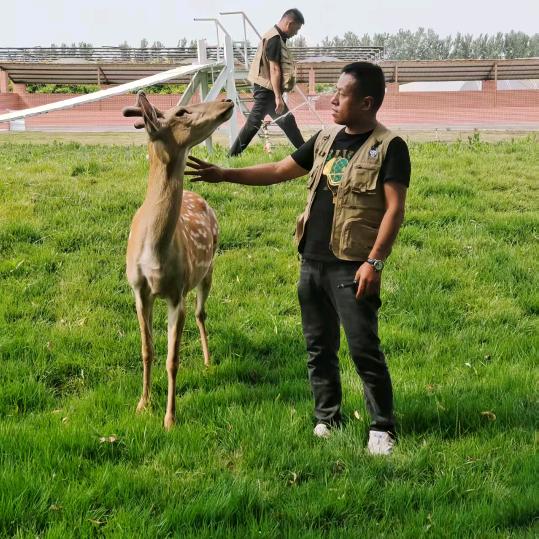 磁县狗市场海哥