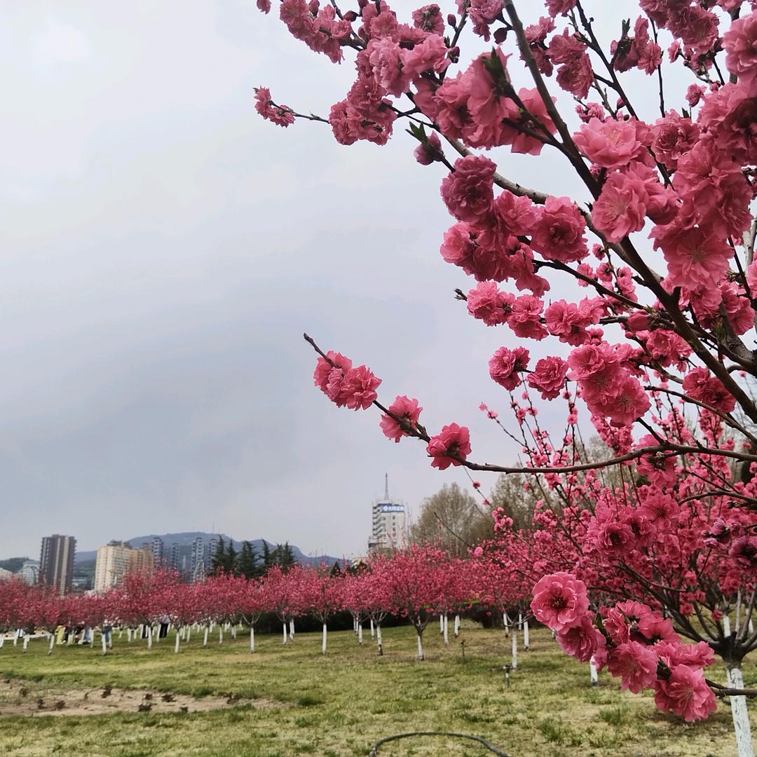 艳阳高照·
