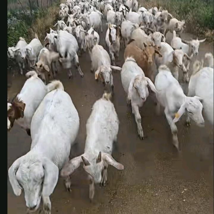许带刀土山羊养殖批发
