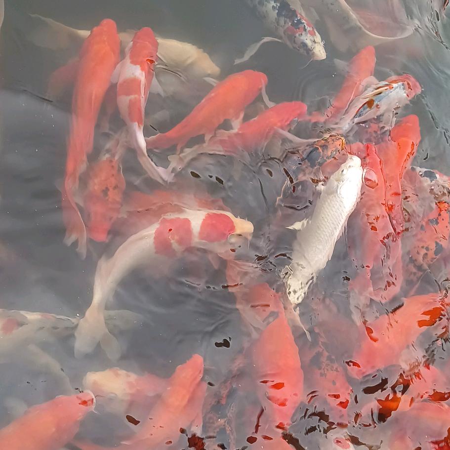 张露
