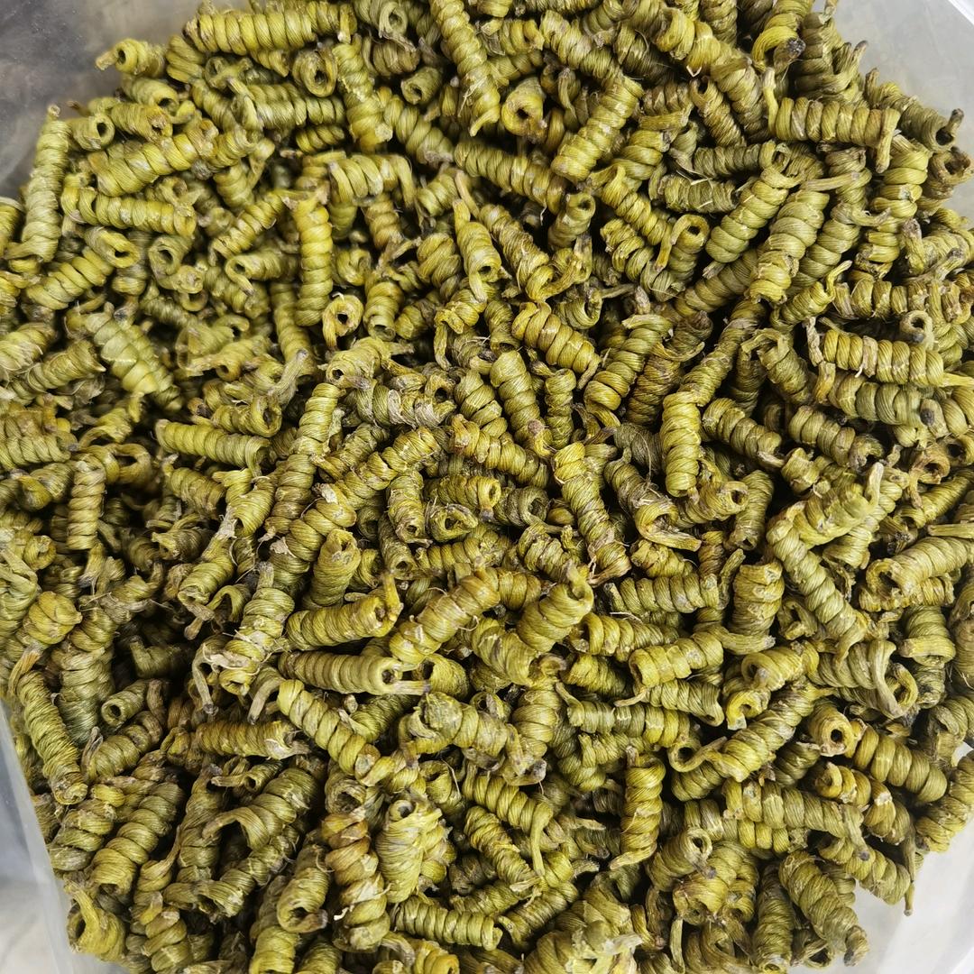 霍山高参斛甄选