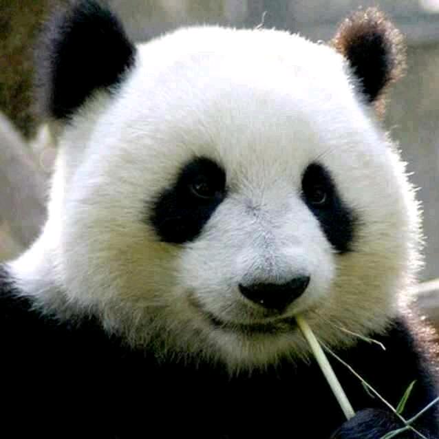 panda