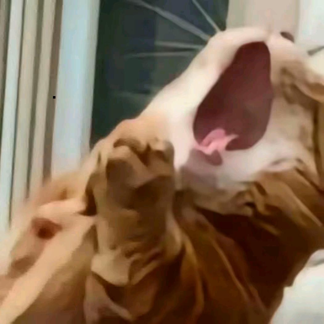 抖音一号评论员