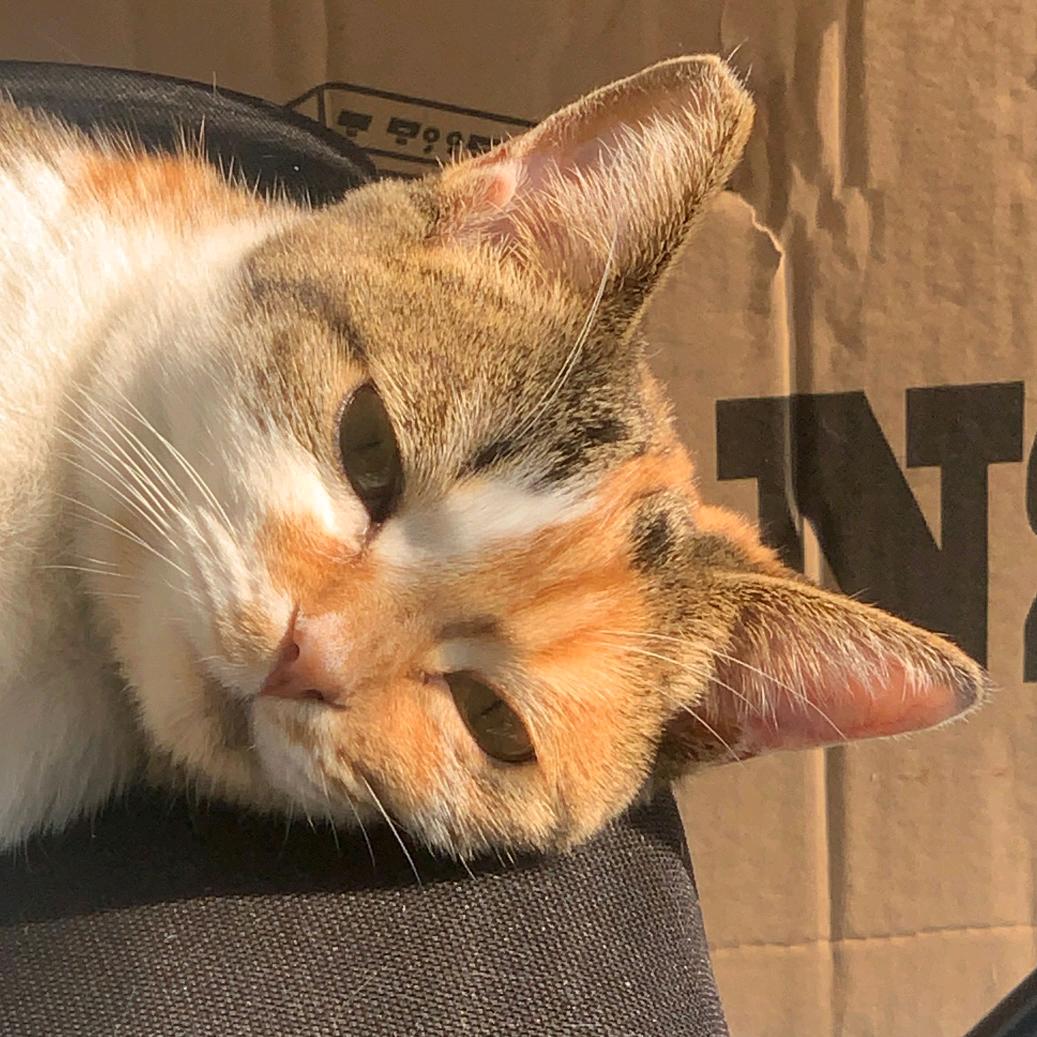 猫猫小分队【发财暴富变有钱】