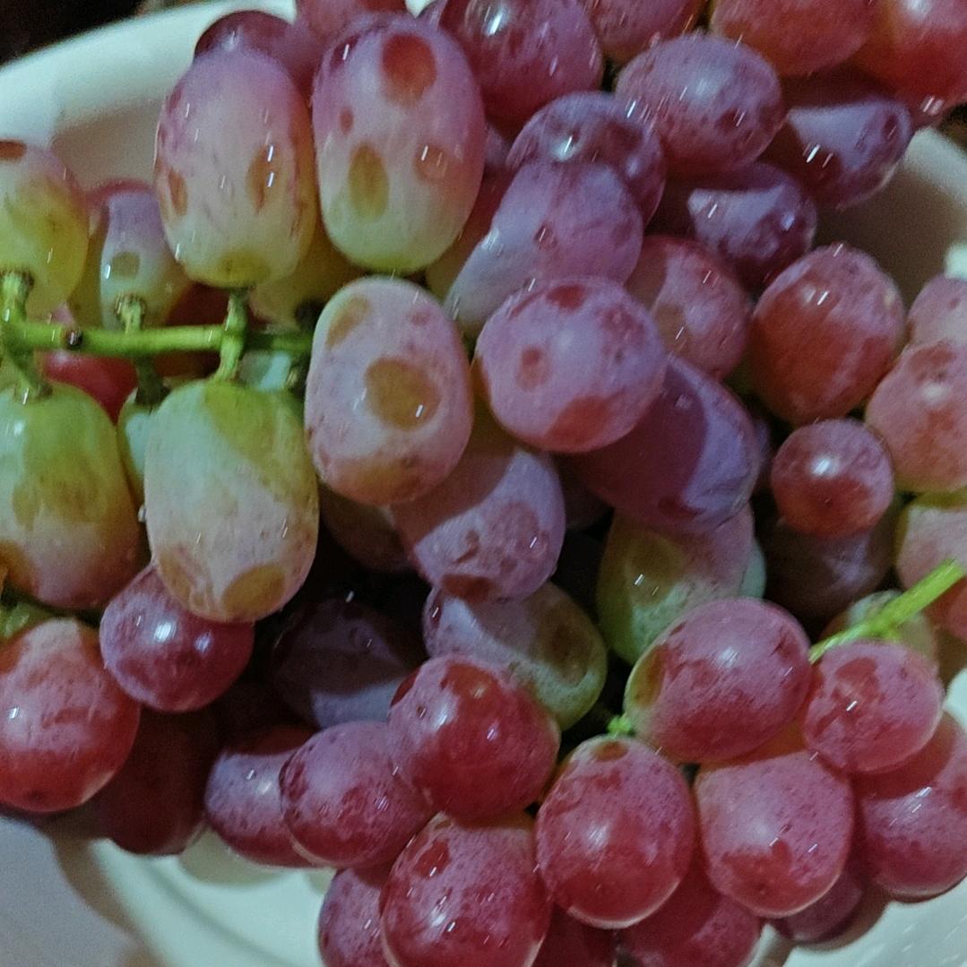 葡萄🍇🍇🍇🍇