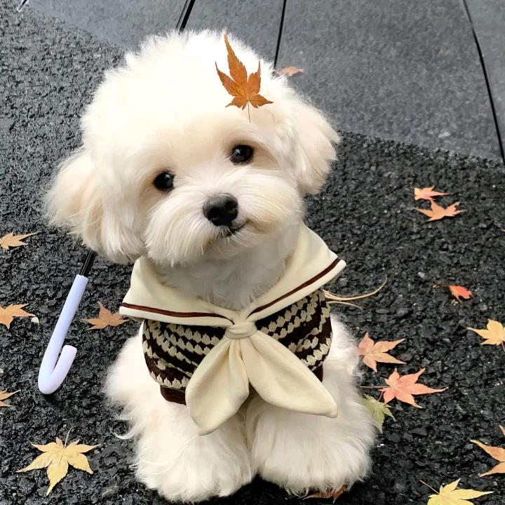 瑶瑶向钱冲