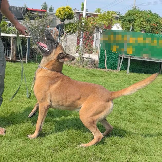 临沂凯杰犬舍（高端马犬）